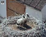 Capi_Dubne_20260628_160002.jpg