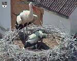 Capi_Dubne_20260628_160503.jpg
