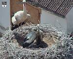 Capi_Dubne_20260628_161002.jpg