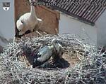 Capi_Dubne_20260628_161502.jpg
