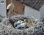 Capi_Dubne_20260628_162503.jpg