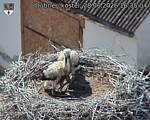 Capi_Dubne_20260628_163504.jpg