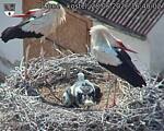 Capi_Dubne_20260628_164002.jpg