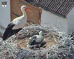 Capi_Dubne_20260628_164504.jpg