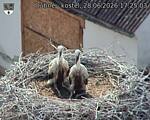 Capi_Dubne_20260628_172503.jpg