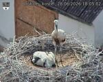 Capi_Dubne_20260628_180502.jpg
