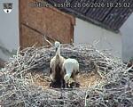 Capi_Dubne_20260628_182502.jpg