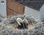 Capi_Dubne_20260628_183002.jpg