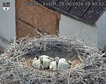 Capi_Dubne_20260628_184002.jpg