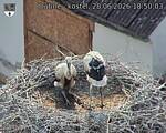 Capi_Dubne_20260628_185003.jpg