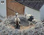 Capi_Dubne_20260628_190002.jpg