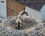 Capi_Dubne_20260628_194002.jpg