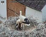 Capi_Dubne_20260628_195004.jpg