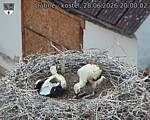 Capi_Dubne_20260628_200002.jpg