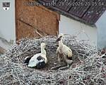 Capi_Dubne_20260628_200504.jpg
