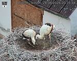 Capi_Dubne_20260628_203504.jpg