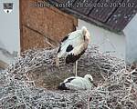 Capi_Dubne_20260628_205002.jpg