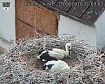 Capi_Dubne_20260628_210003.jpg