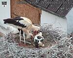 Capi_Dubne_20260628_210504.jpg