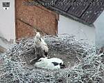 Capi_Dubne_20260628_212003.jpg