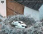 Capi_Dubne_20260628_213002.jpg