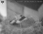 Capi_Dubne_20260628_215003.jpg