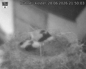 Capi_Dubne_20260628_215003.jpg (1350&nbsp;x&nbsp;1080)