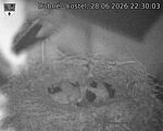 Capi_Dubne_20260628_223003.jpg