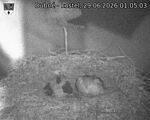 Capi_Dubne_20260629_010503.jpg