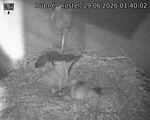 Capi_Dubne_20260629_014002.jpg