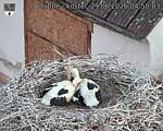 Capi_Dubne_20260629_045003.jpg