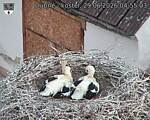 Capi_Dubne_20260629_045503.jpg