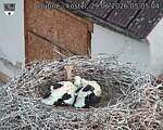Capi_Dubne_20260629_050504.jpg