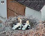 Capi_Dubne_20260629_053003.jpg