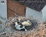 Capi_Dubne_20260629_054502.jpg