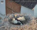 Capi_Dubne_20260629_055004.jpg