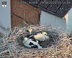 Capi_Dubne_20260629_055504.jpg