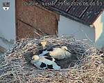 Capi_Dubne_20260629_060003.jpg