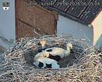Capi_Dubne_20260629_060504.jpg