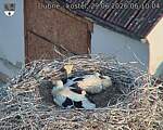 Capi_Dubne_20260629_061004.jpg