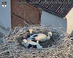 Capi_Dubne_20260629_061502.jpg
