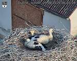 Capi_Dubne_20260629_062004.jpg