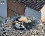 Capi_Dubne_20260629_062504.jpg