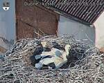 Capi_Dubne_20260629_065004.jpg
