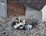 Capi_Dubne_20260629_070504.jpg