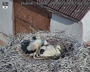 Capi_Dubne_20260629_074002.jpg (1350&nbsp;x&nbsp;1080)