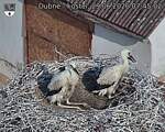 Capi_Dubne_20260629_074502.jpg
