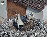 Capi_Dubne_20260629_075503.jpg