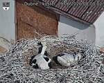 Capi_Dubne_20260629_080002.jpg