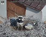 Capi_Dubne_20260629_080502.jpg